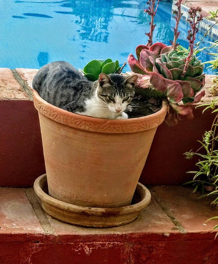 El Molino エステポナ エクステリア 写真